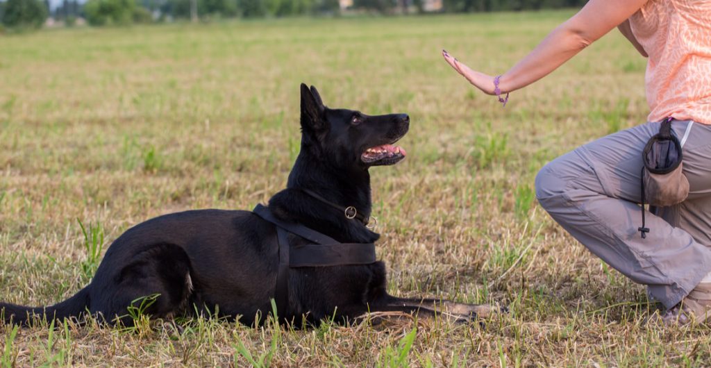how long does it take to get a dog training certificate