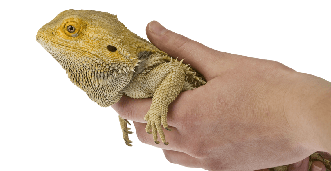 Introduction to Reptile Care Certificate