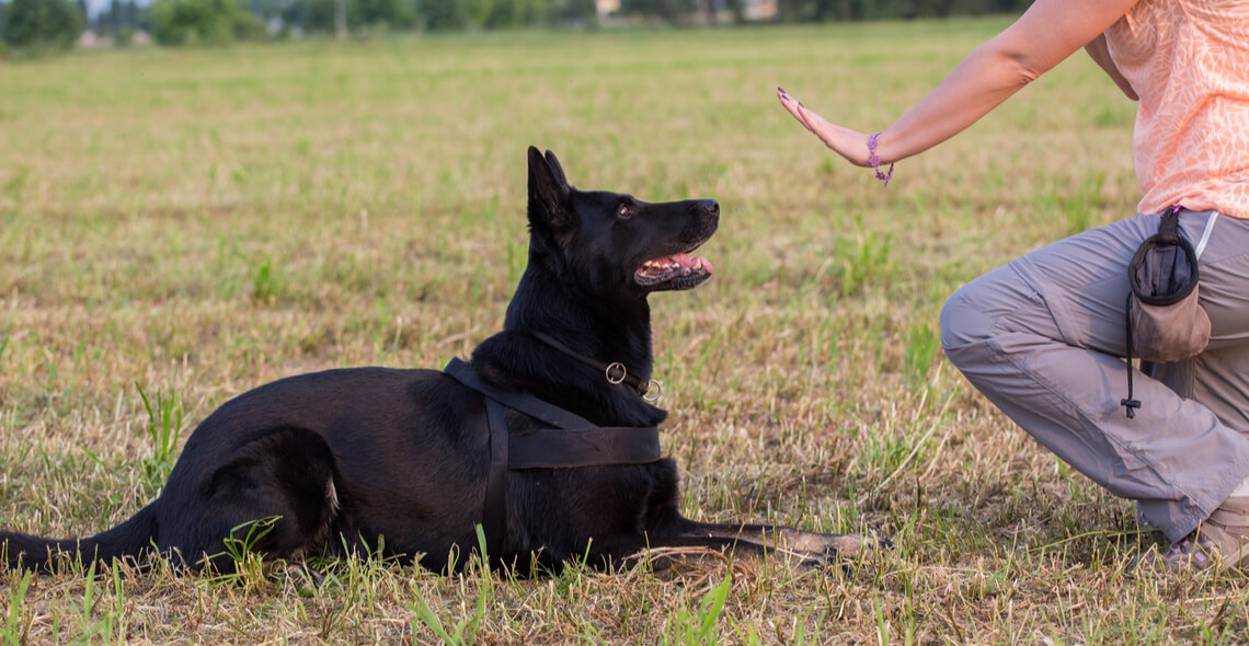 Introduction to Being a Dog Trainer Certification