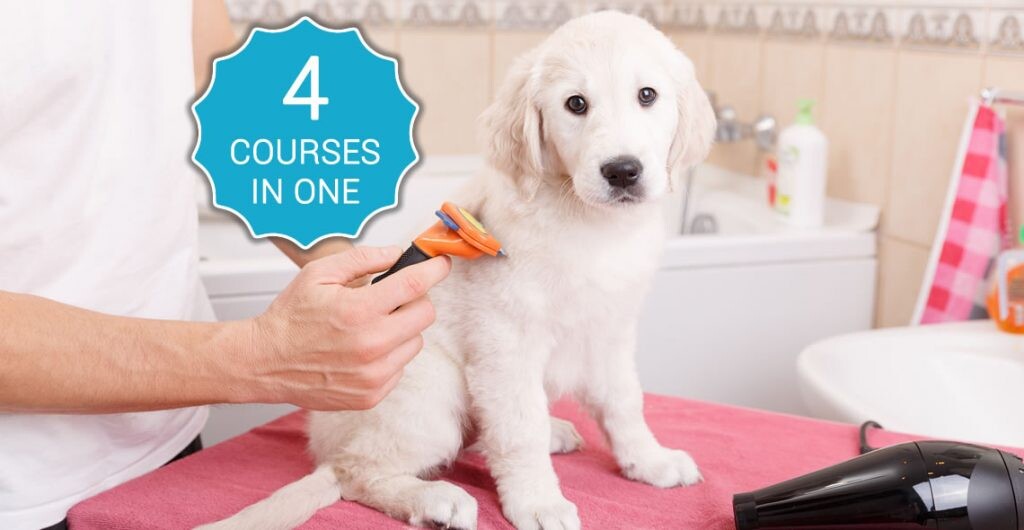 Complete Pet Care Certification