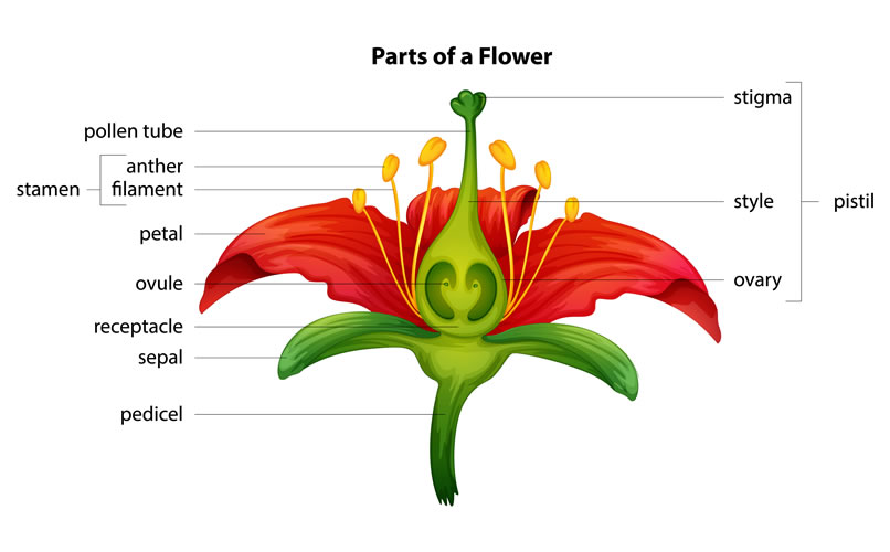 module-3-what-you-need-to-know-about-flowers-and-plants-new-skills