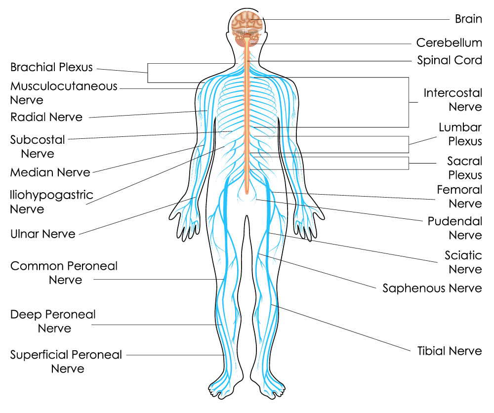 how-to-regulate-your-nervous-system