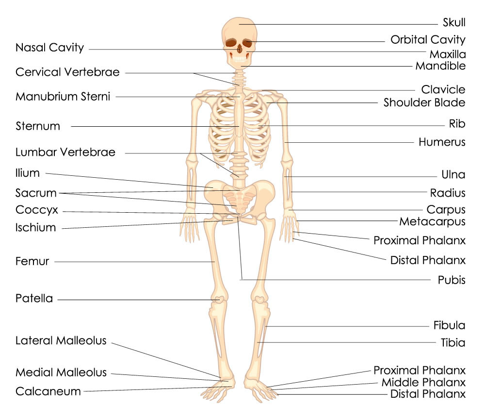 Плакат скелет человека для детей