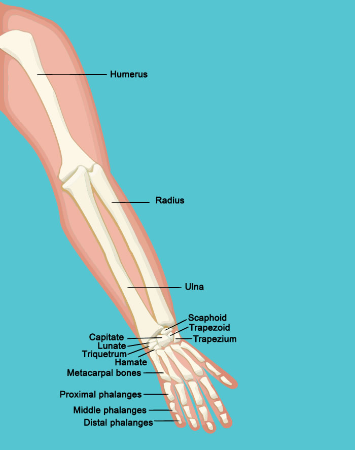 Hand anatomy