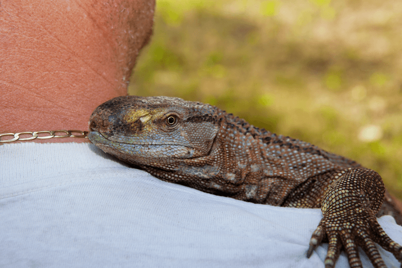 Ownership of Exotic Pets