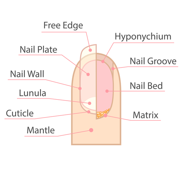 NAIL